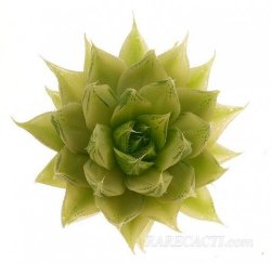 HAWORTHIA luteorosae f. variagata, illustrative photo