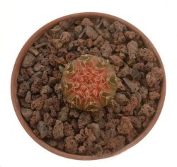 GYMNOCALYCIUM ragonesei f. roseiflorum ex Zubr, illustrative photo