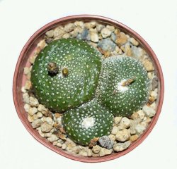 BLOSSFELDIA spec., seedling, illustrative photo