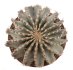  - GEOHINTONIA mexicana, 5 cm pot, 3 pcs. SEEDLINGS