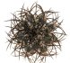  - COPIAPOA griseoviolacea GCG 15034, mountain form, selection, 5 cm pot, SEEDLING