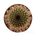  - UEBELMANNIA meninensis x pectinifera, 5 cm pot, 2 pcs. seedlings