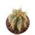  - PIERREBRAUNIA brauniorum ex Neirick ex Zahra ex Pierre Braun, 6 cm pot, rooted offset