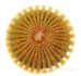 - UEBELMANNIA pectinifera var. eriocactoides RNK 99, 3 pcs. SEEDLINGS, one 5 cm pot