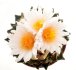  - ARIOCARPUS bravoanus x f. white flower F1, F2, 2 x SEEDLINGS !