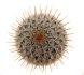  - MAMMILLARIA perezdelarosae ssp. andersoniana f. longispina yellow spines GCG 12621