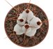  - STENOCEREUS beneckei, 5 cm pot, own roots, rooted cutting