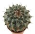 - STROMBOCACTUS corregidorae VM 974, 6 cm pot, 4 pcs. SEEDLINGS 