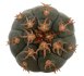  - GYMNOCALYCIUM spegazzinii var. unguispinum SL 44b x vatteri f. unguispinum f. variegate 