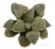  - HAWORTHIA cv. White Frozen, 6 cm pot, rooted offset