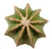  - AZTEKIUM hintonii, 5 cm pot, 3 pcs. SEEDLINGS