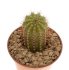  - CIPOCEREUS minensis, 12 pcs., 6,5 cm pot,  SEEDLINGS