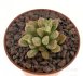  - CRASSULA ausensis ssp. titanopsis, SEEDLING