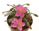  - AVONIA quinaria ssp. quinaria (red flower), 5 cm pot, SEEDLING