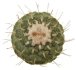  - STROMBOCACTUS disciformis, 6,5 cm pot, 3,7 cm, SEEDLING