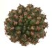  - GYMNOCALYCIUM achirasense var. unguispinum ex A.V. Fric x Gymnocalycium, 5 cm pot, SEEDLING