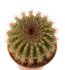  - UEBELMANNIA pectinifera var. flavispina RNK 5, Sopa, 50 seeds