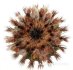 - UEBELMANNIA pectinifera var. flavispina RNK 5, Sopa, 50 seeds