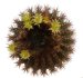  - UEBELMANNIA pectinifera var. crebrispina RNK 73, nov. prov., 5 seeds
