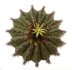  - UEBELMANNIA pectinifera var. multicostata RNK 17 (HU 362), type form, 7 seeds
