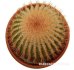  - UEBELMANNIA pectinifera aff. RNK 96 dark plants, 7 seeds