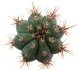  - CIPOCEREUS bradei, grows with U. eriocactoides RNK 99, Serra do Espinhaco, 100 seeds