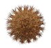  - UEBELMANNIA pectinifera aff. flavispina x inhaiensis n. prov., RNK 46, Chapada, 8 seeds