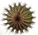  - UEBELMANNIA pectinifera var. inhaiensis n.n. RNK 14, 50 seeds