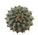  - STROMBOCACTUS corregidorae VM 974, 1 cm, 50 pcs., SEEDLINGS 