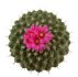  - STROMBOCACTUS disciformis ssp. esperanzae var. nova SN 2014.0201, 1,7  -  1,8 cm, SEEDLINGS
