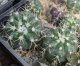  - DISCOCACTUS boliviensis, own roots, rooted offset