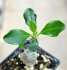  - PACHYPODIUM baronii var. windsorii