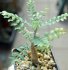  - BOSWELLIA neglecta