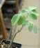  - ADENIA glauca