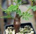  - SENNA meridionalis