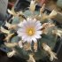  - LOPHOPHORA williamsii ssp. grymii ex PP, seedlings