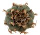  - LOPHOPHORA williamsii var. caespitosa