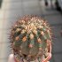  - FEROCACTUS lindsayi clone 1, own roots, rooted offset