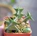  - ORBEA carnosa ssp. keithii