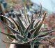  - ALOE cv. White Edge ex Uhlig