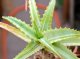  - ALOE vera f. variegata