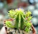  - EUPHORBIA aggregata f. variegata