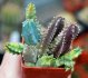  - HUERNIA zebrina f. variegata