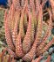  - HAWORTHIA margaritifera f. silver ex Hoes