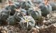  - GYMNOCALYCIUM cardenasii x spegazzinii var. unguispinum SL 44b