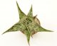  - ALOE somaliensis