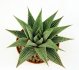  - HAWORTHIA limifolia var. striata