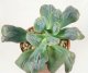  - ECHEVERIA cv. Baron Bold