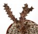  - EDITHCOLEA grandis