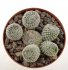  - OPUNTIA clavaroides f. white